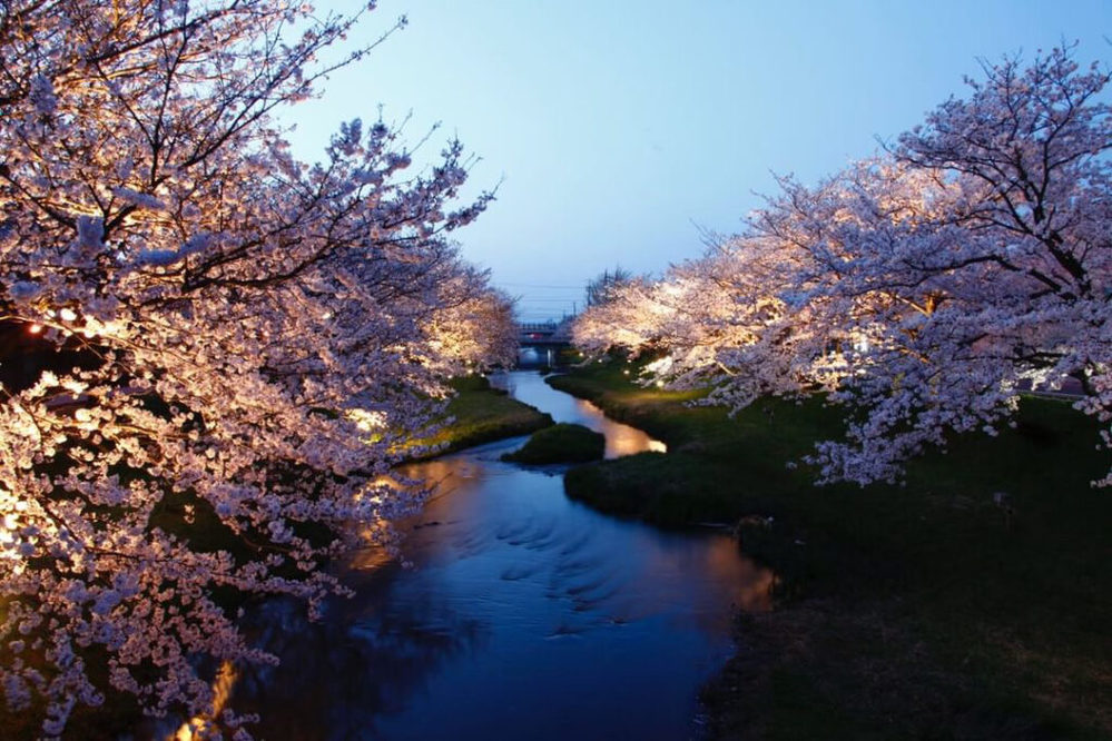 ～玉造温泉の夜桜～